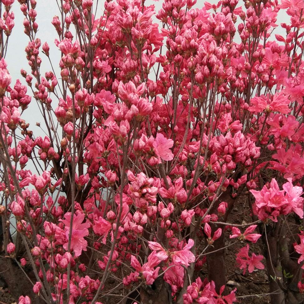 流星划过的夜空
