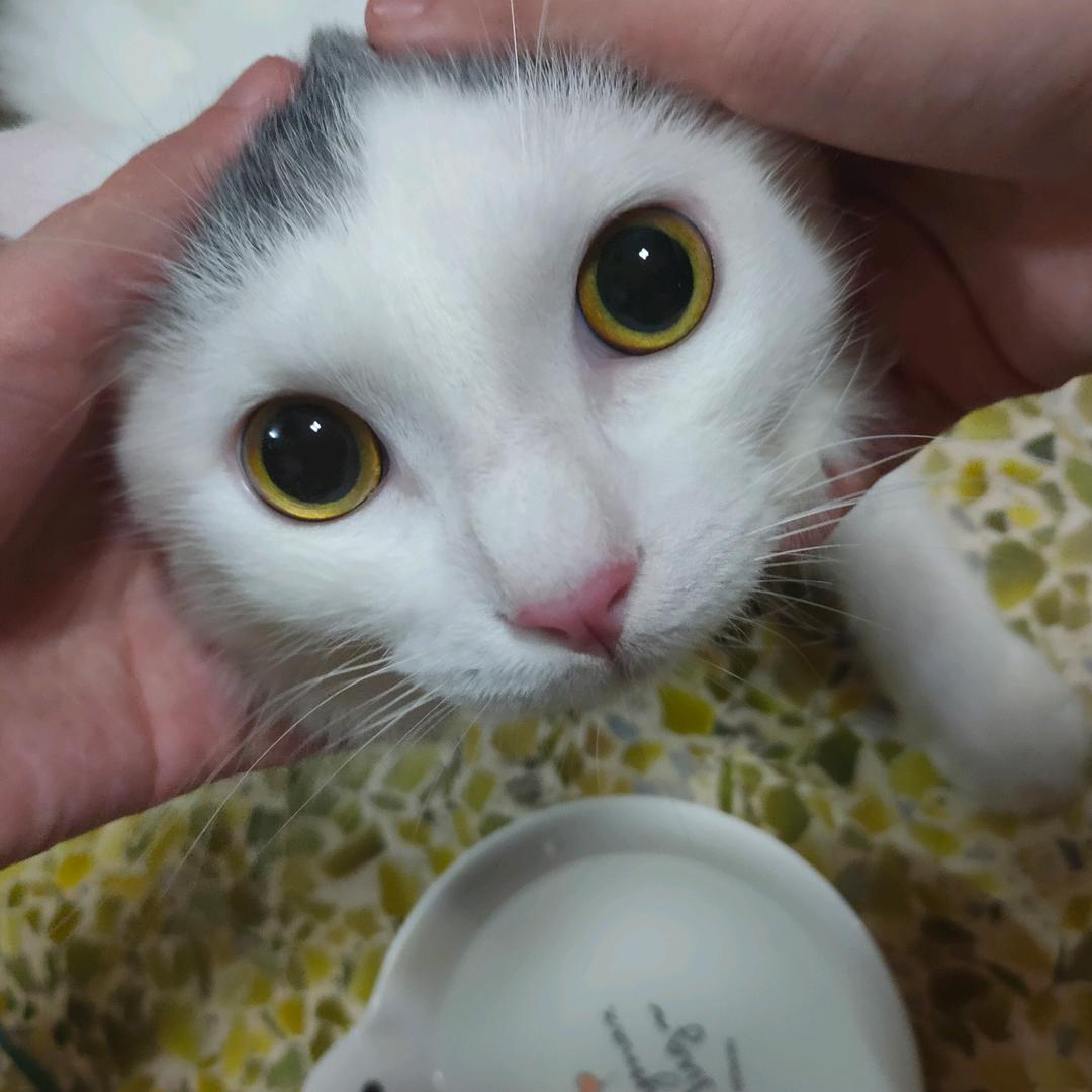 小弟