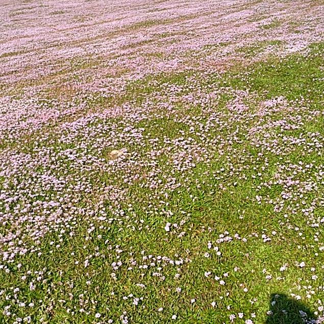 江长花