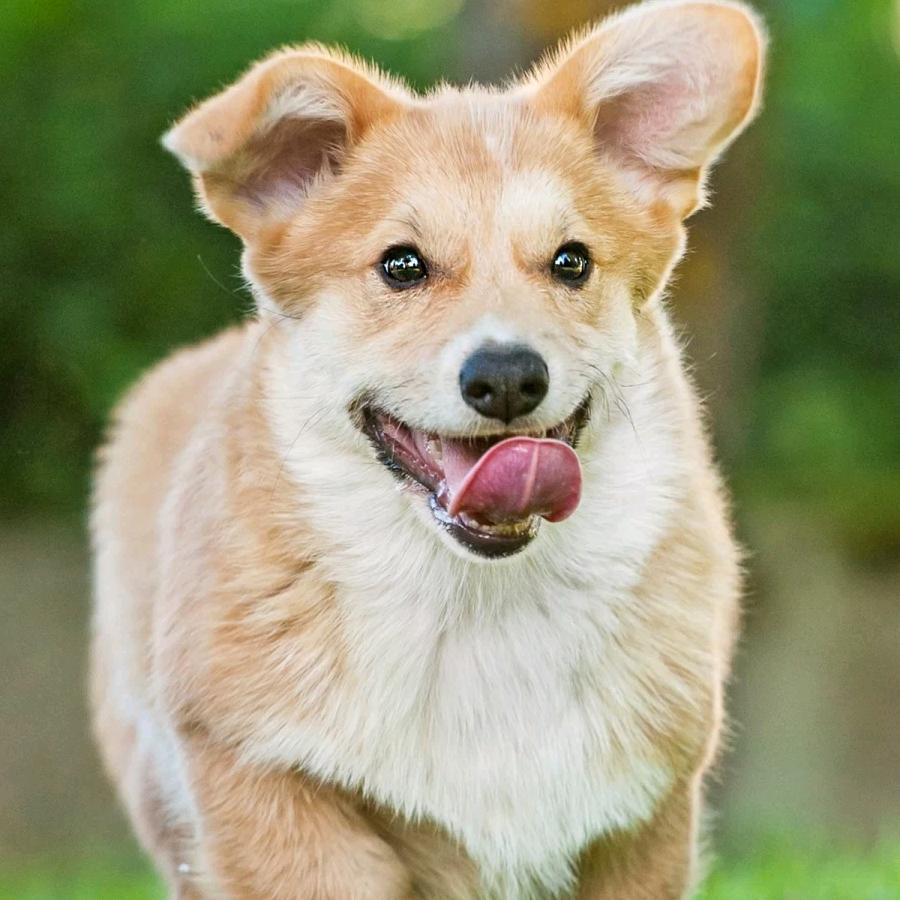 小面包