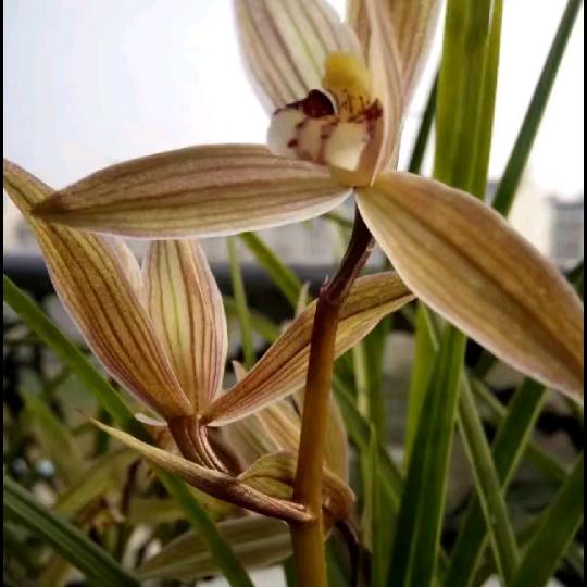 兰花草