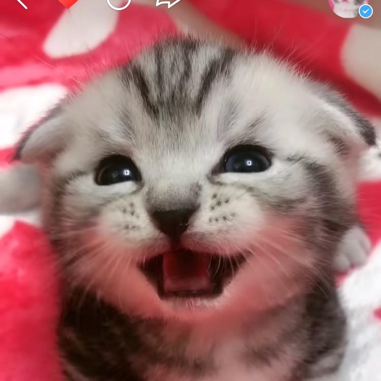 小豆包猫舍