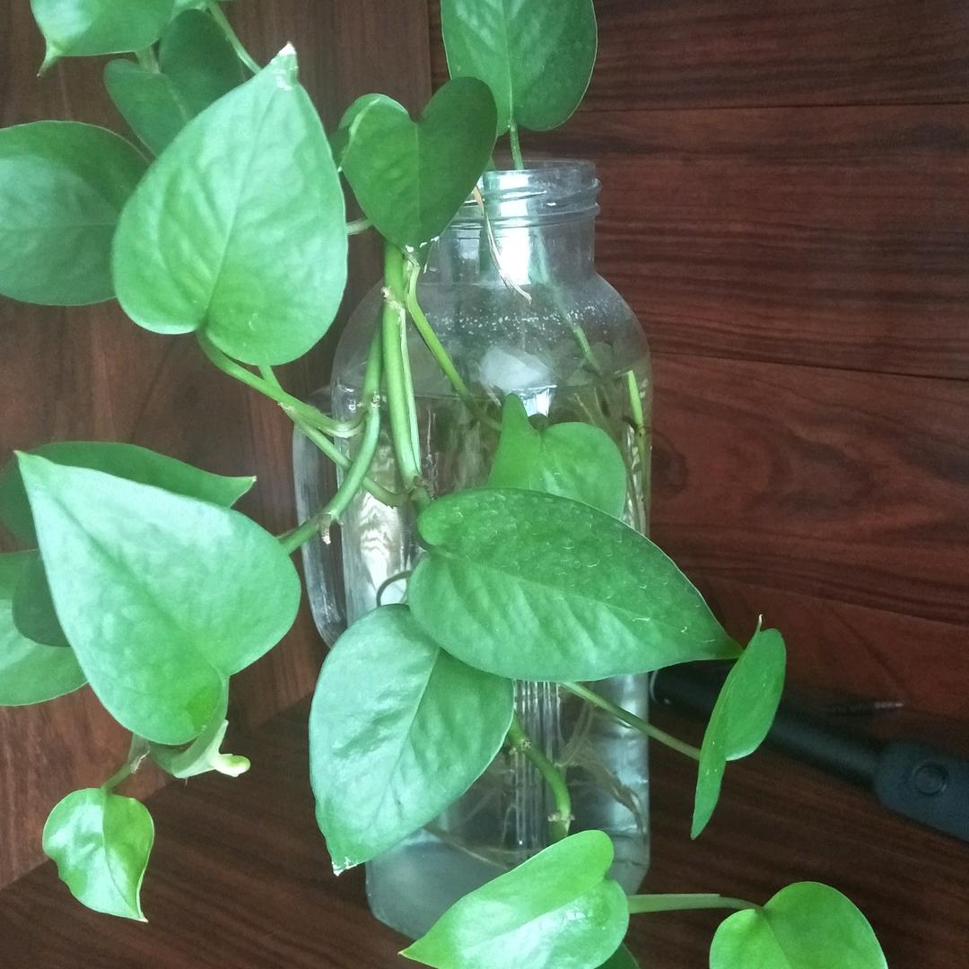 麦芽房产~范成琳