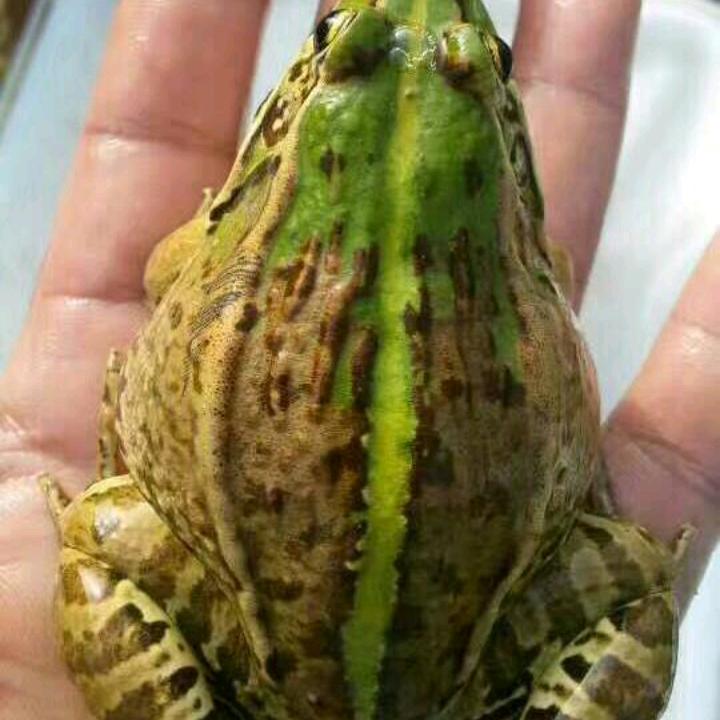 @凯虎黑斑蛙养殖