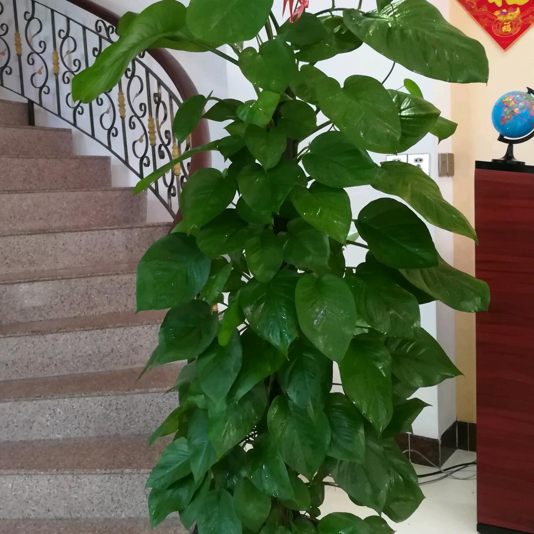 泽.