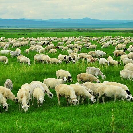 塞肥羊牧业发展有限公司