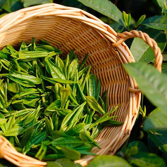 峨眉山茶叶批发