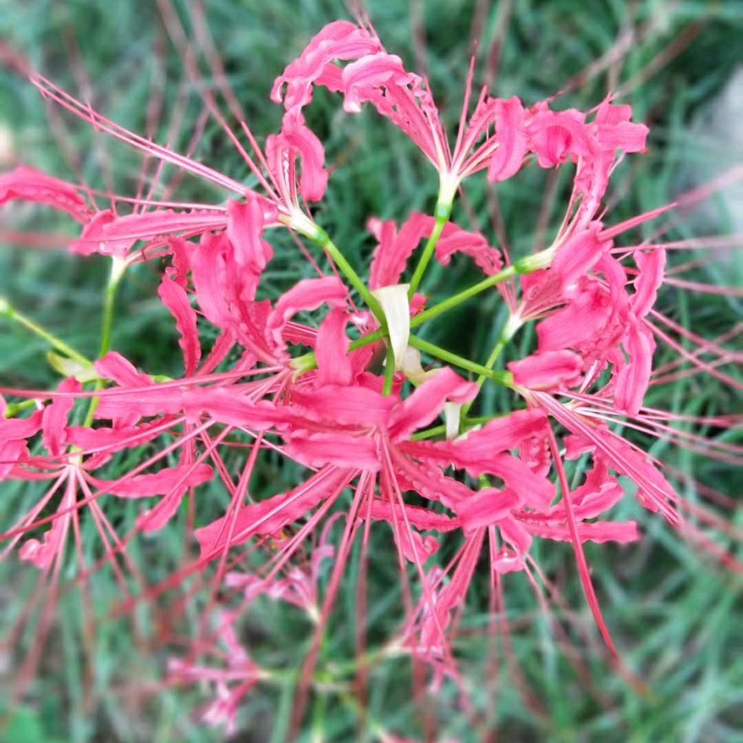🌹人生若只如初见❤
