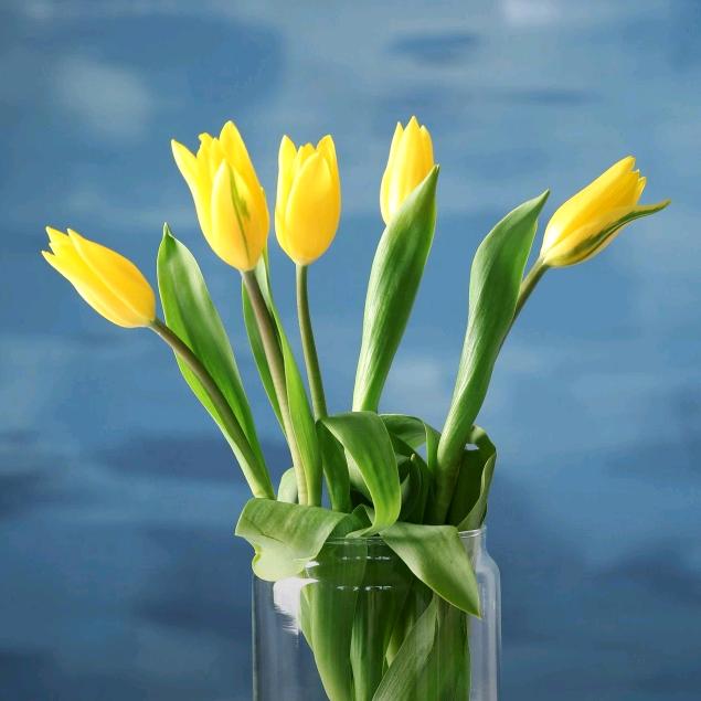 美丽人生🌹🌹🌹，（拒绝聊天）