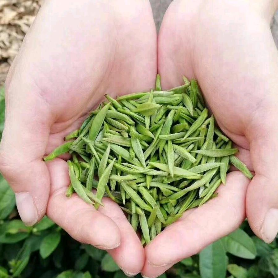 云雾山，顶上茶