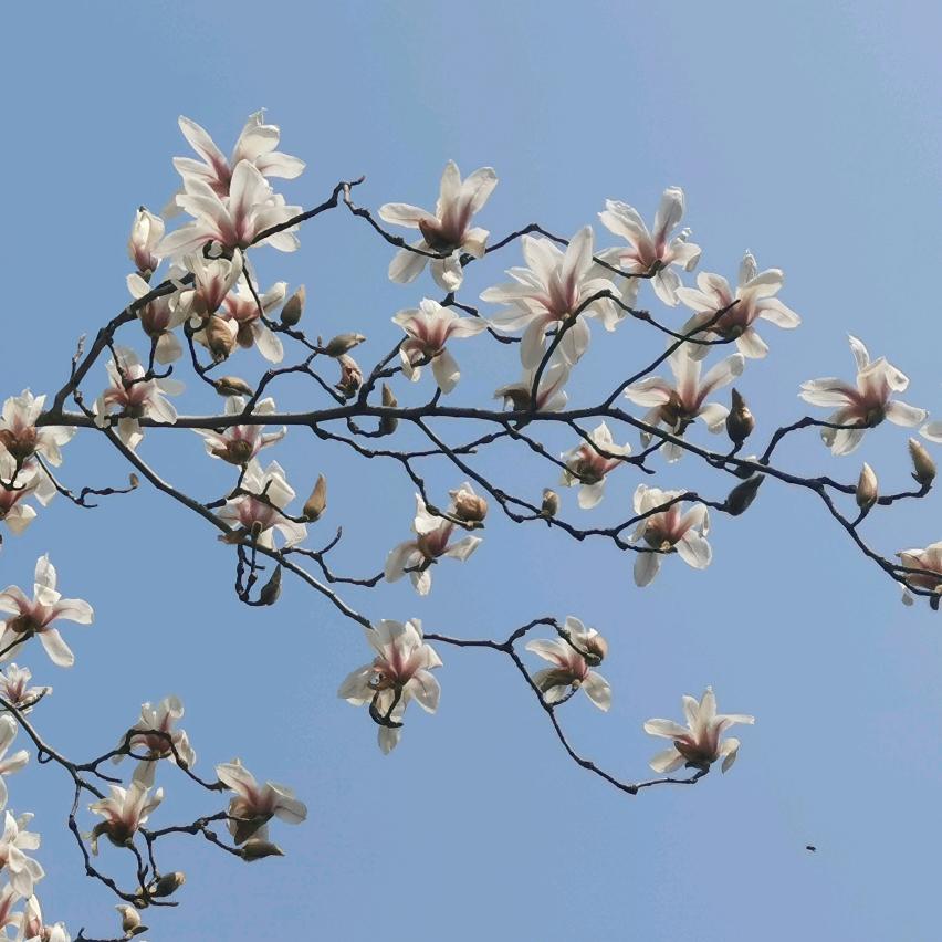 伍月
