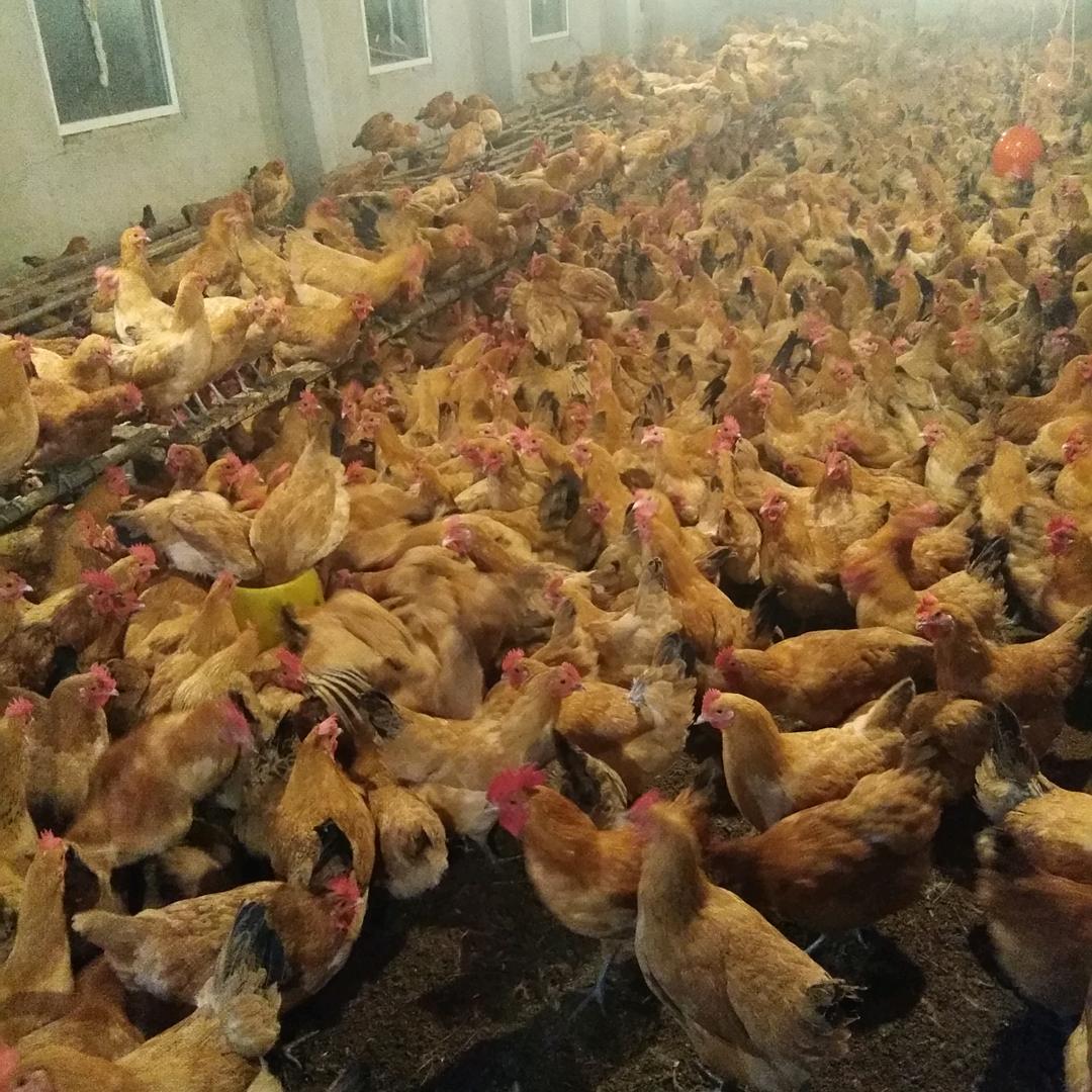 下乐山养鸡场祥子