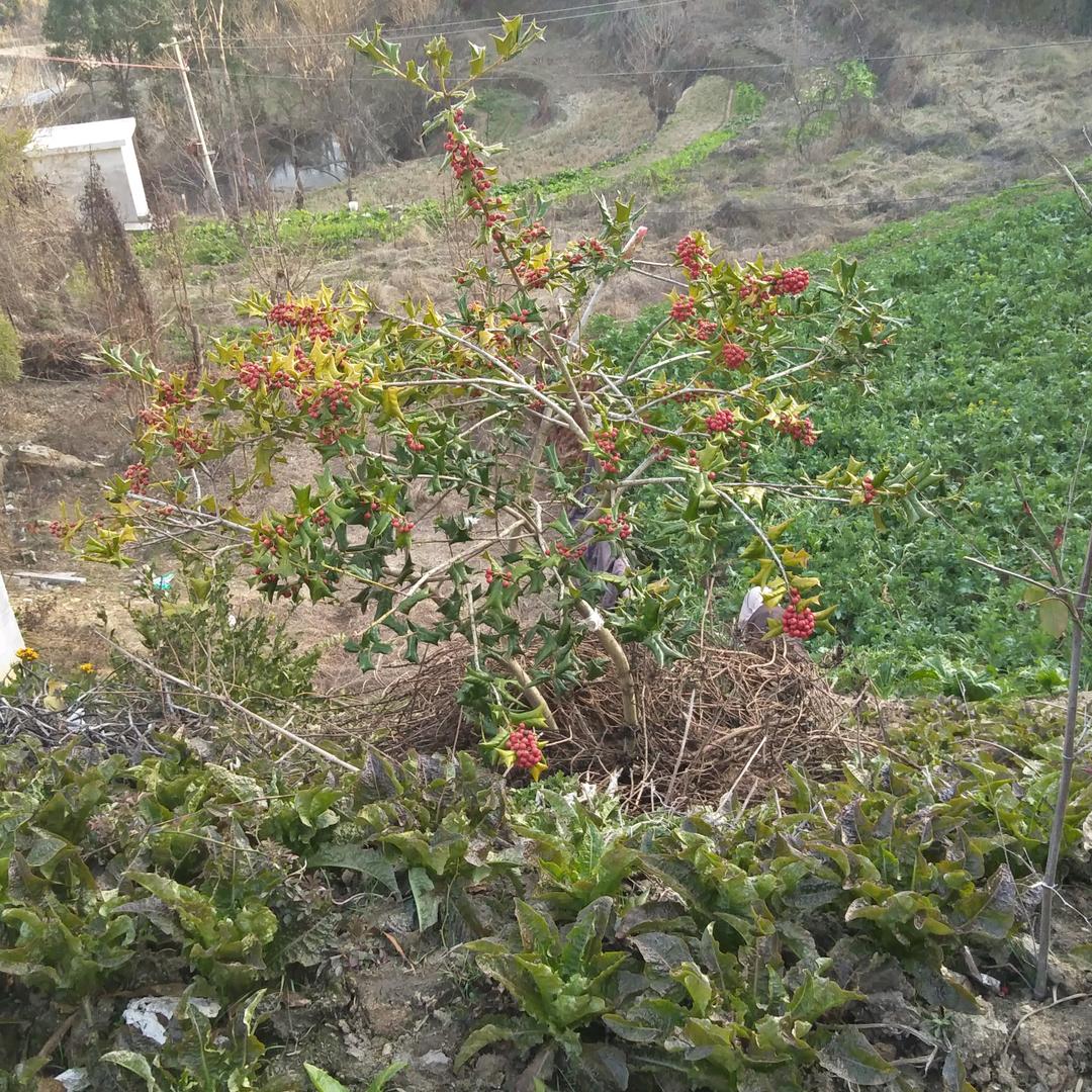 余大哥