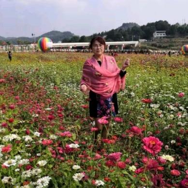 郁金香
