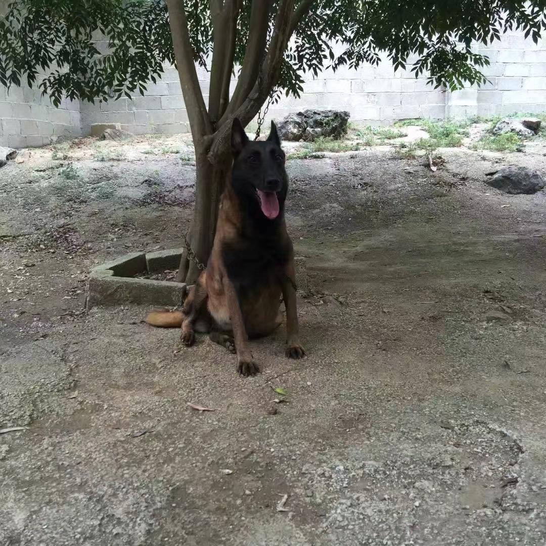 扶绥阿稳(全国宠物活体快运)