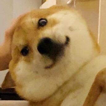 柴犬查理