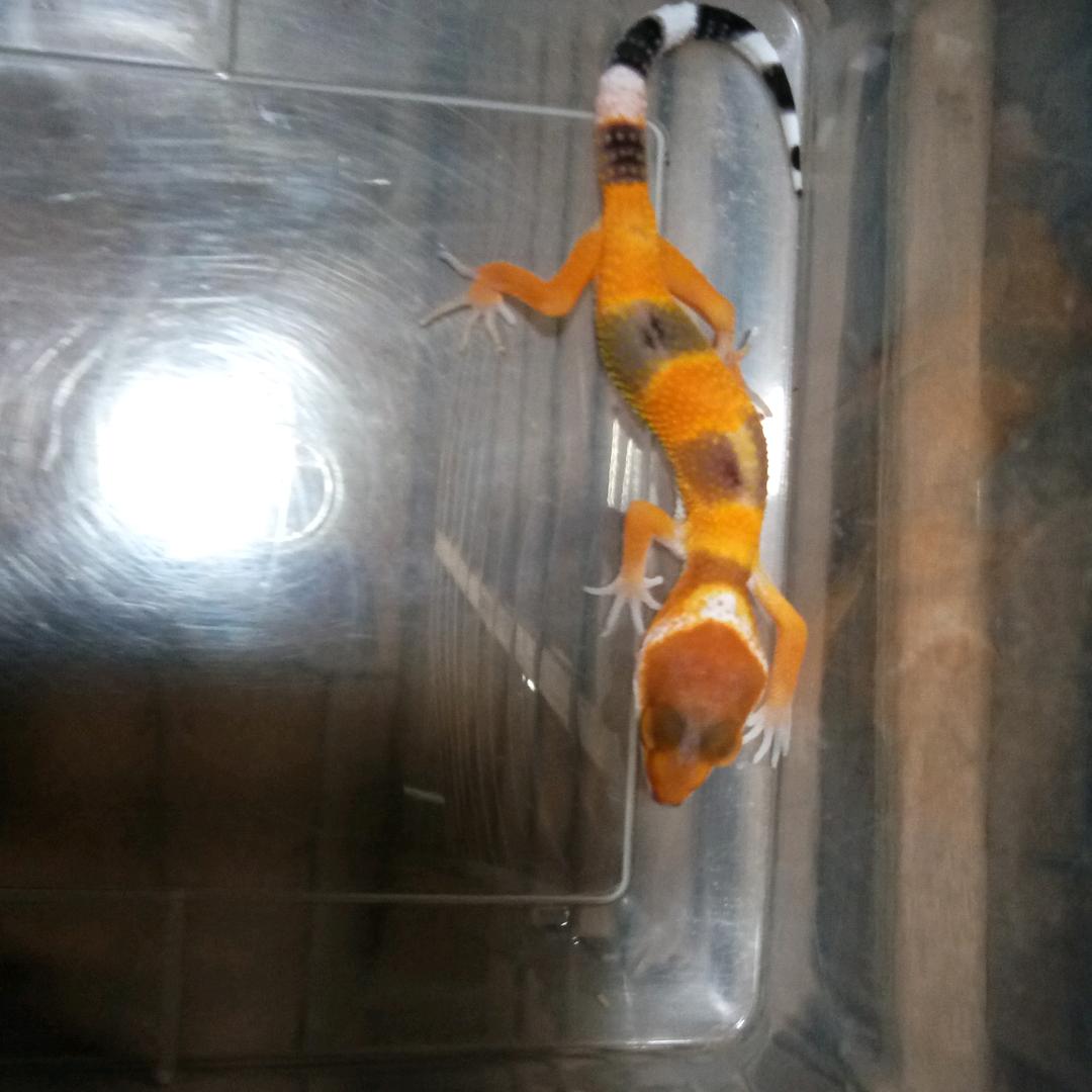 可爱小宠物