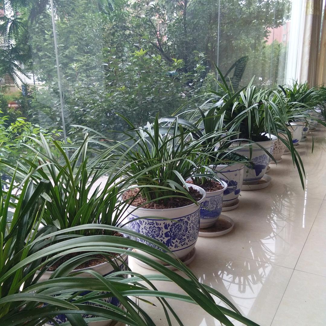 君子兰（岁月静好）