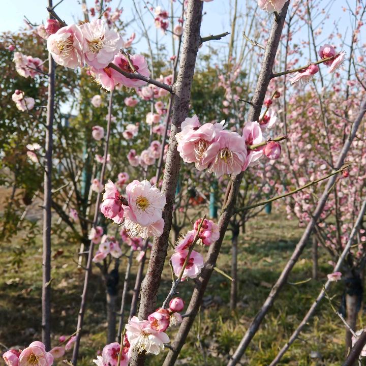 鼻子会冒烟