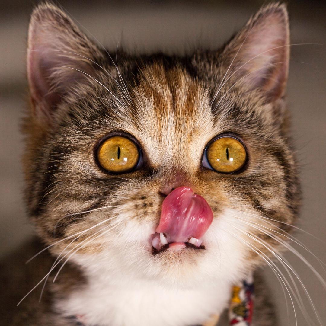 电报猫虎妞