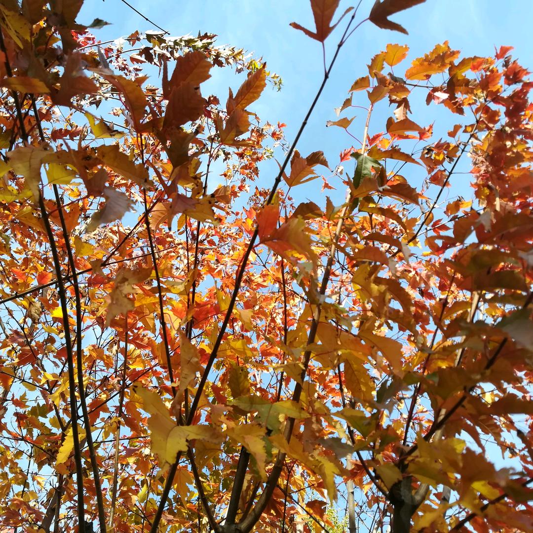 ｛乐乐呵呵｝：）