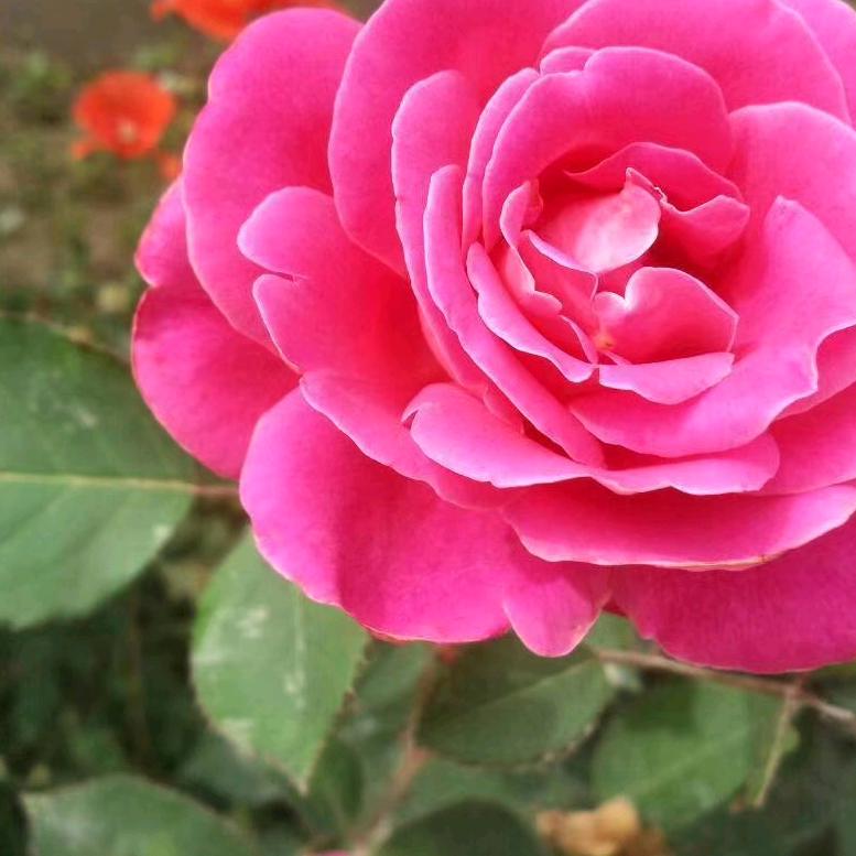 八队碎戏玫瑰花