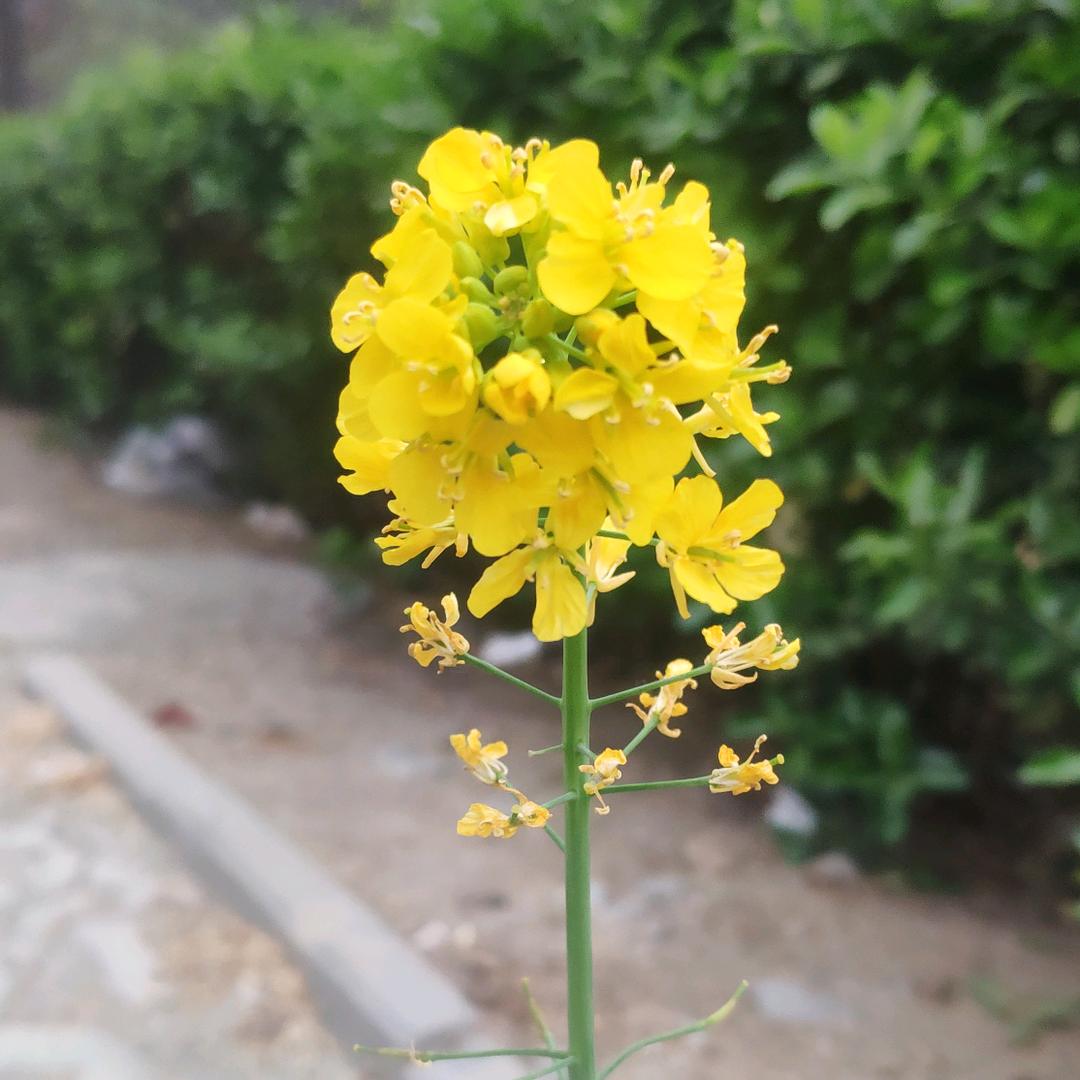 殷为有你 得意杨杨