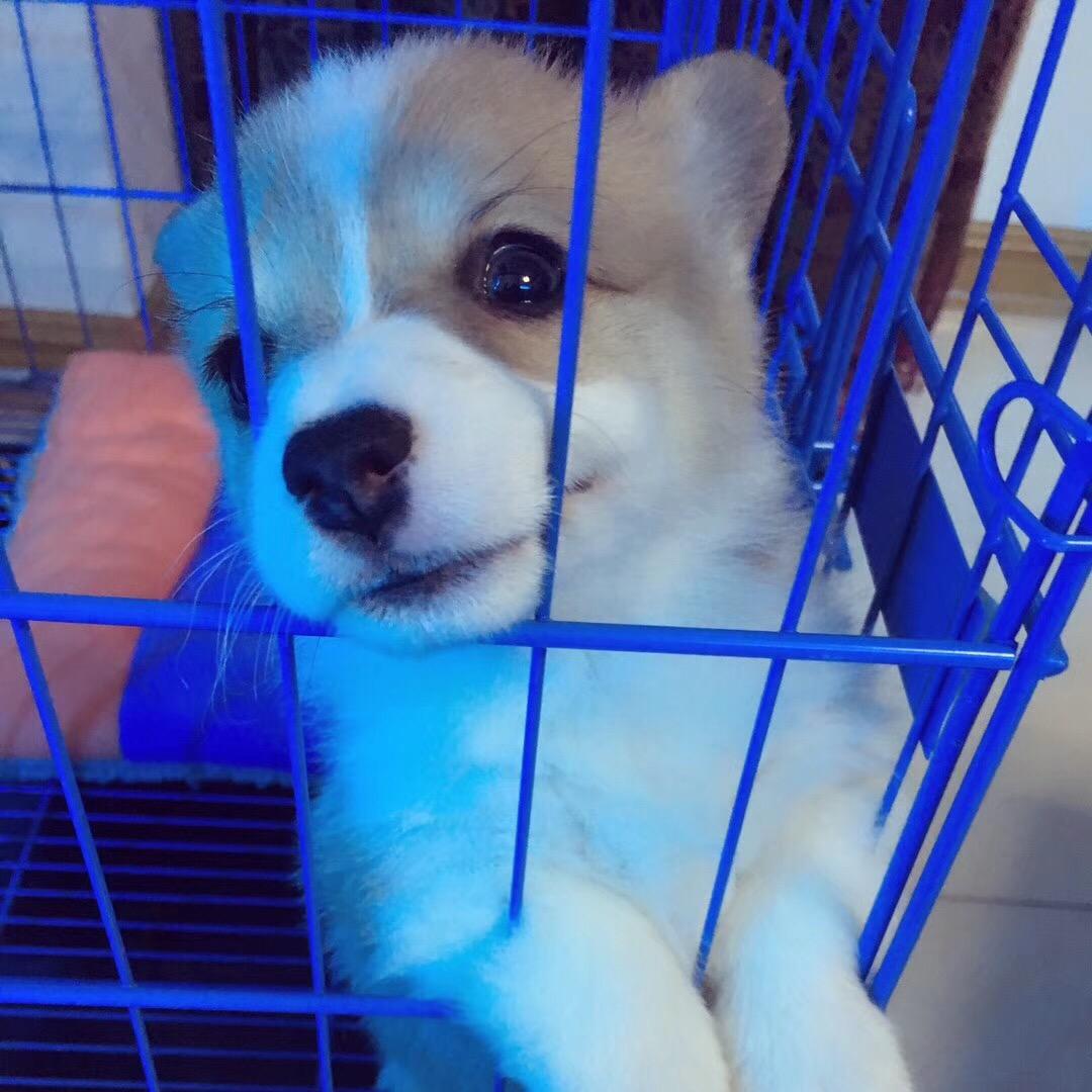 柯基小姐