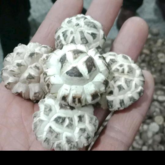 燕子       （主营干香菇购销）