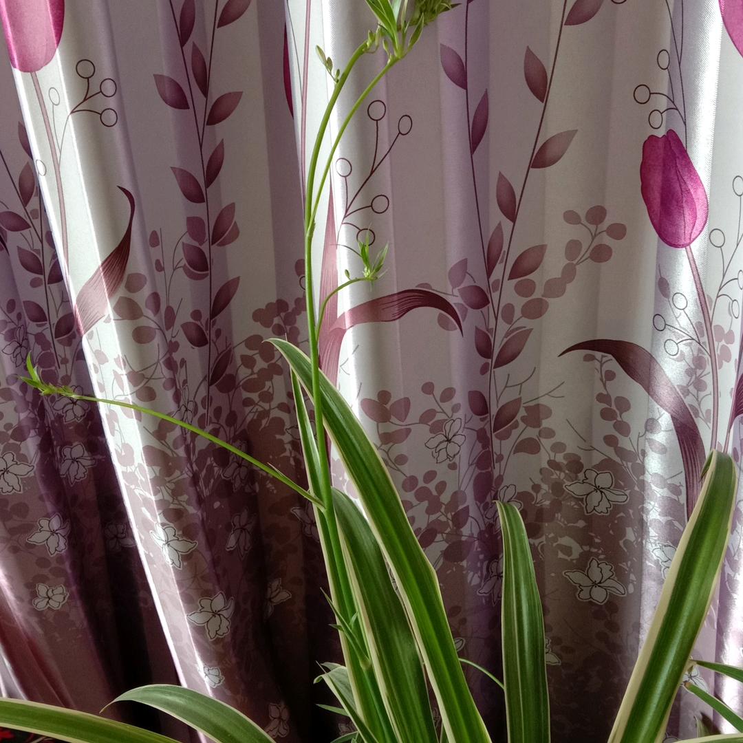 杜娟花