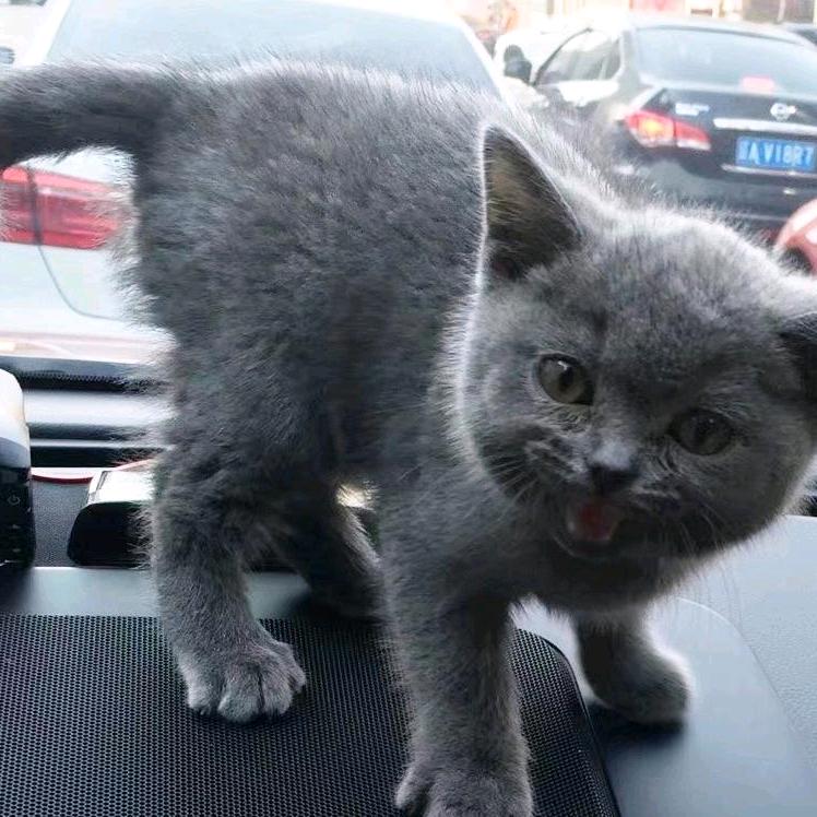多多和乐乐🐱