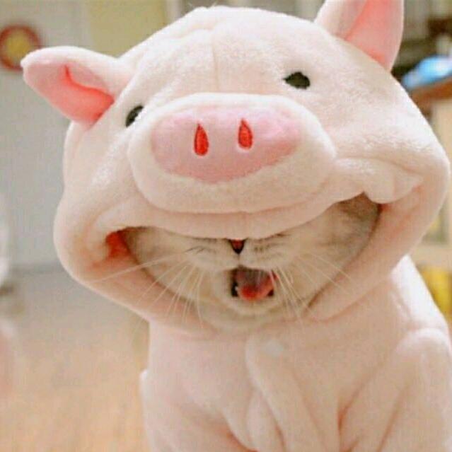 奶豆