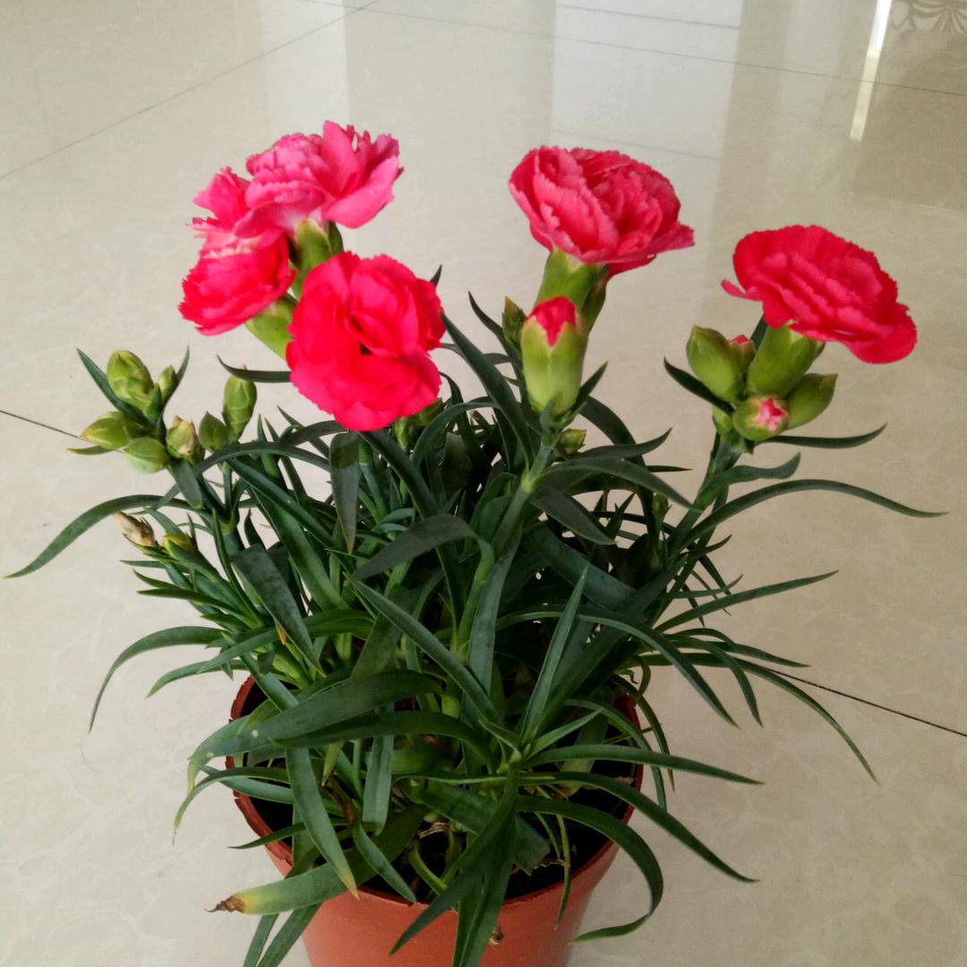 宝芬