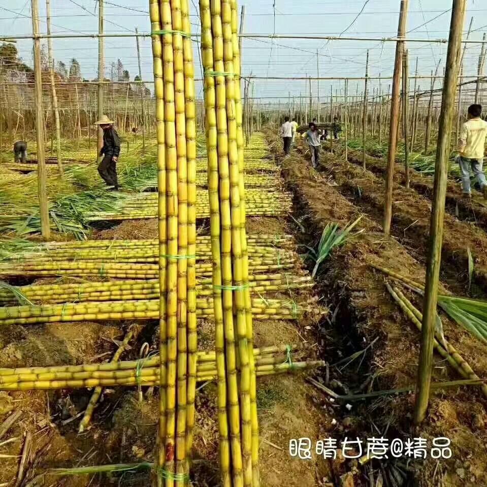 来国甘蔗专业