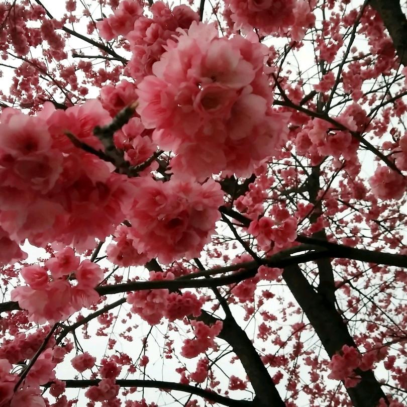 晓晓