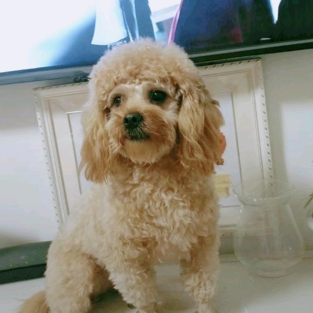 顾家毛