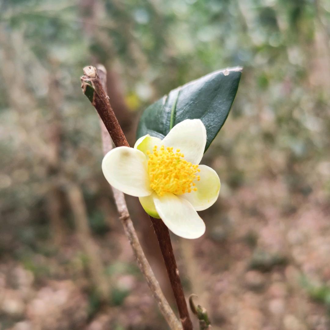 用户1354380121694莲