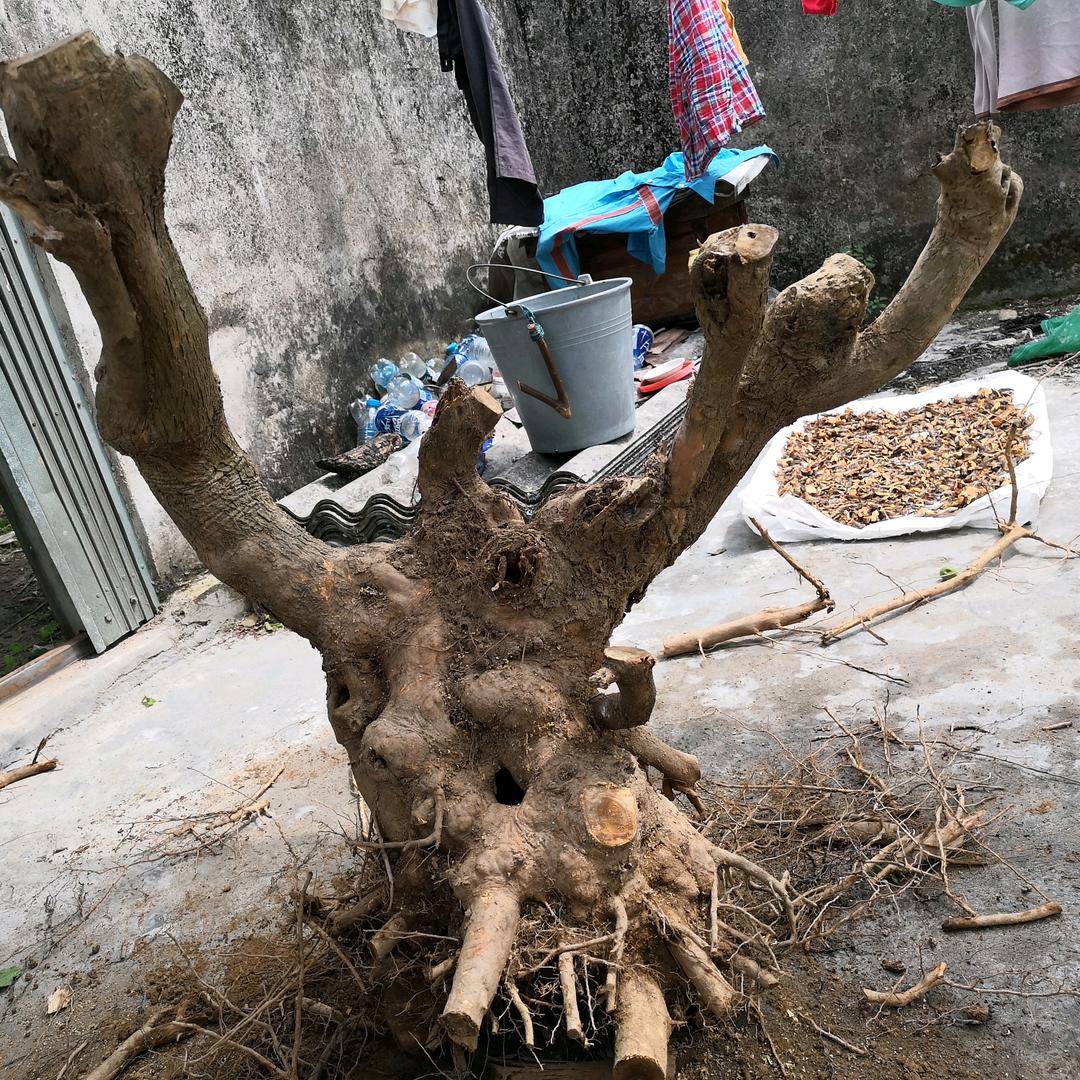 张炎