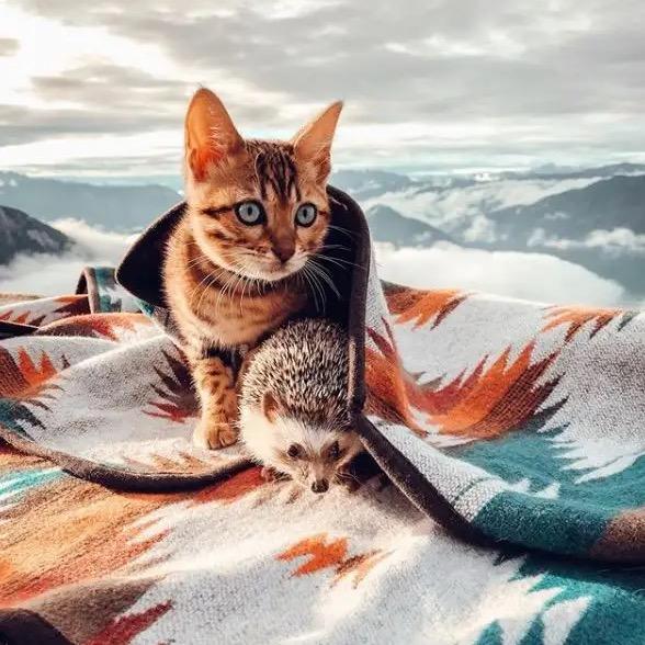 也无风雨也无晴