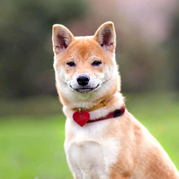 暴走引擎