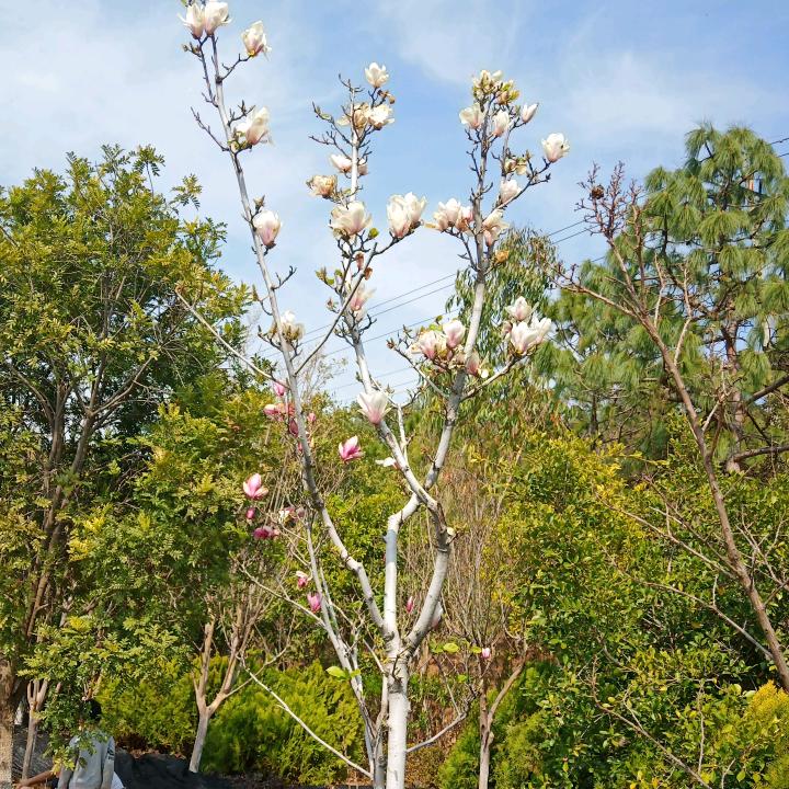 张洛渝