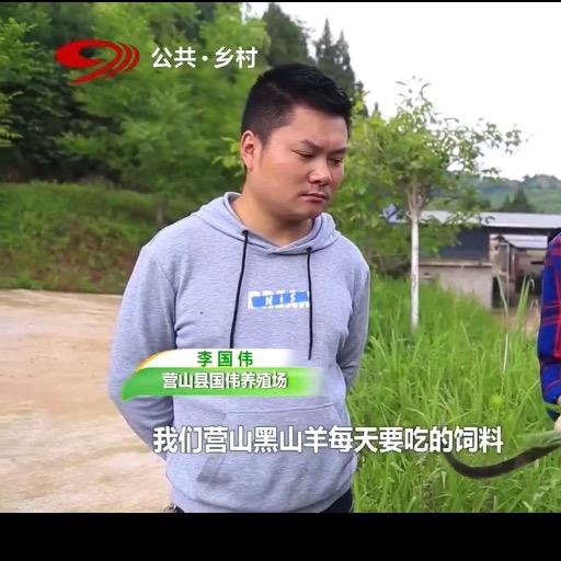 南充黑山羊（保种场）