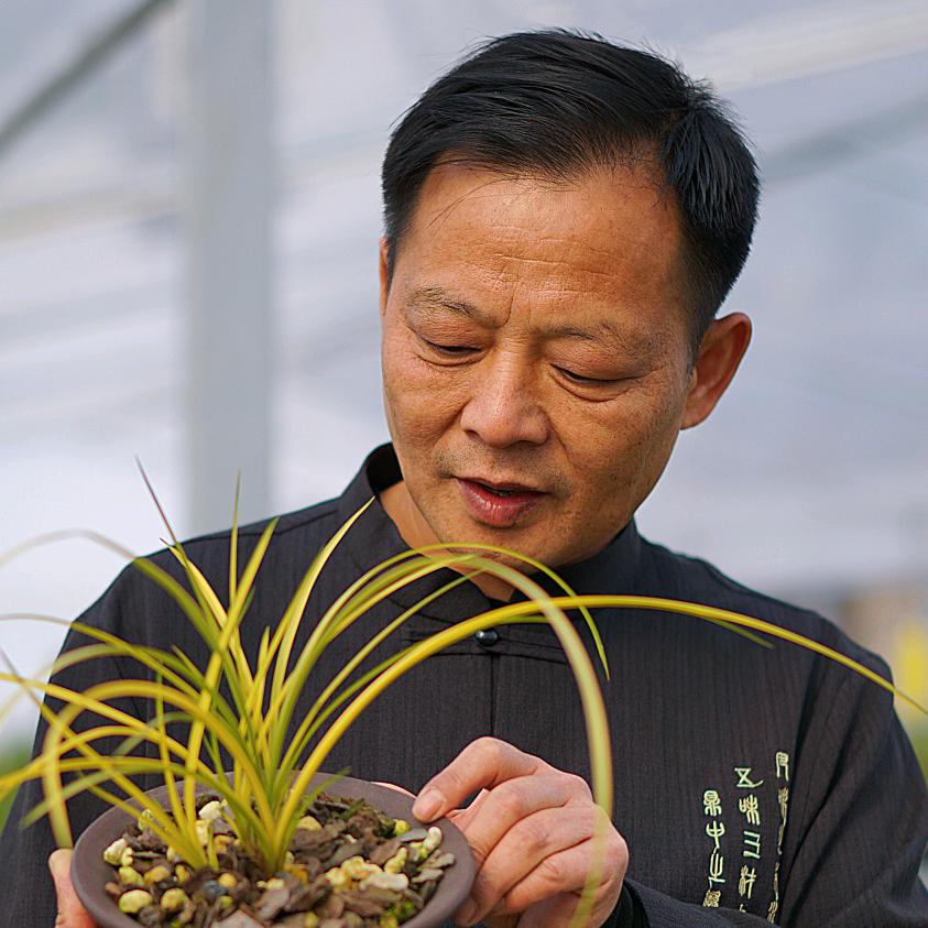 基哥兰花