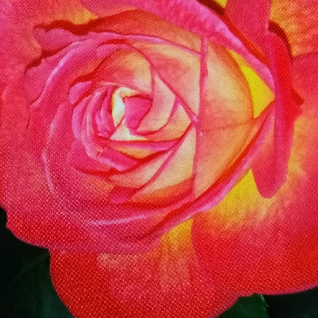 花好月圆o