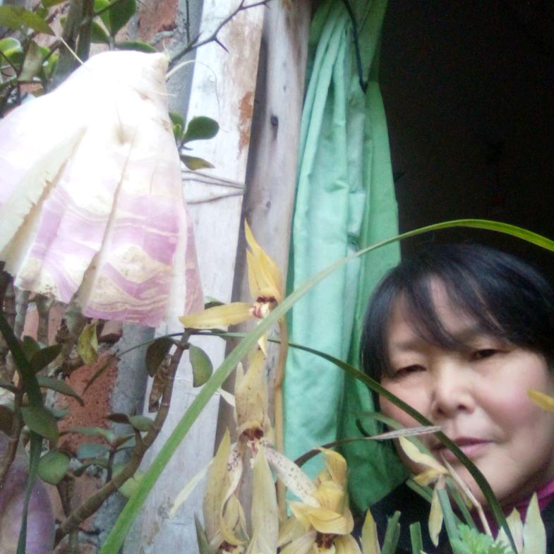 用芙蓉花开户7034421497566