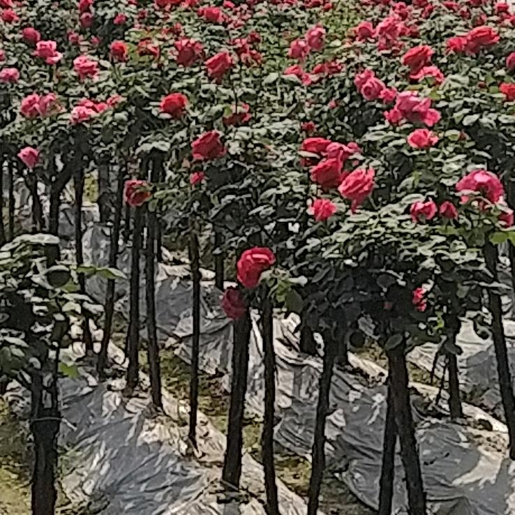 快乐飞翔哥