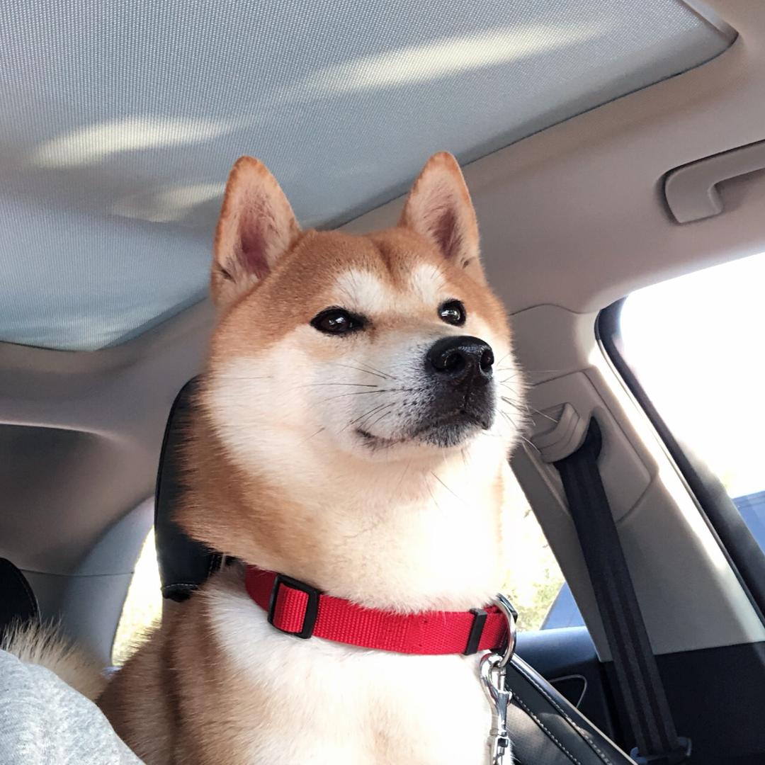 弟弟是条狗