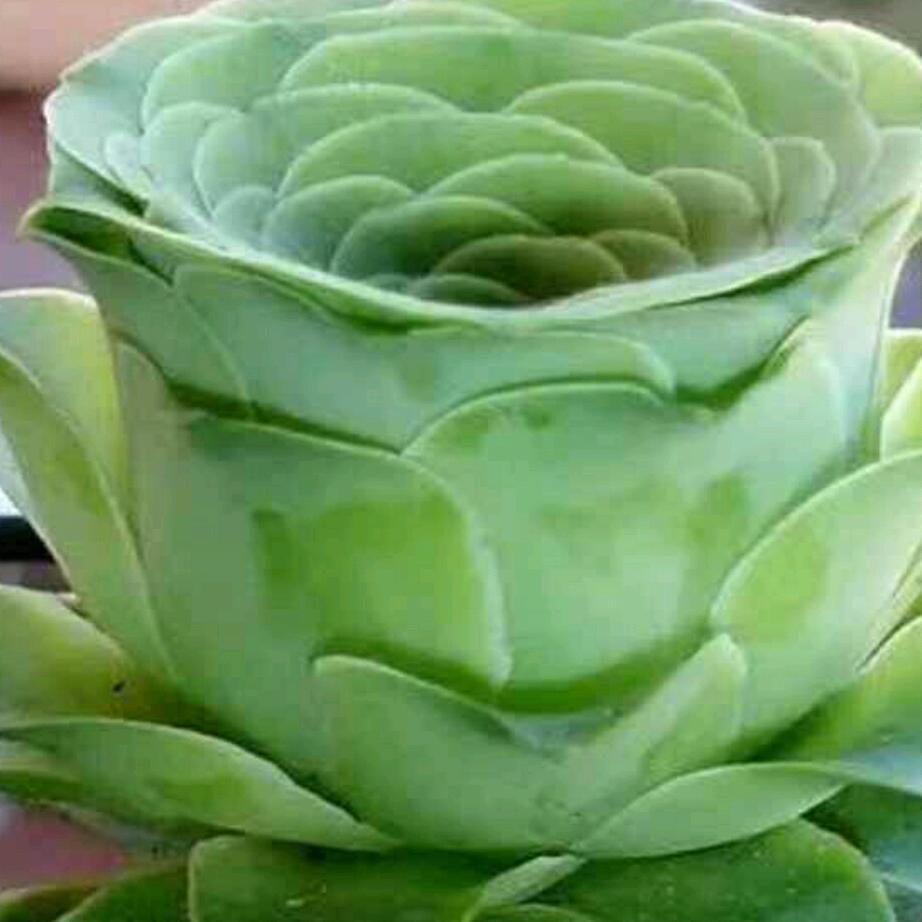 @不一样的烟火🔥