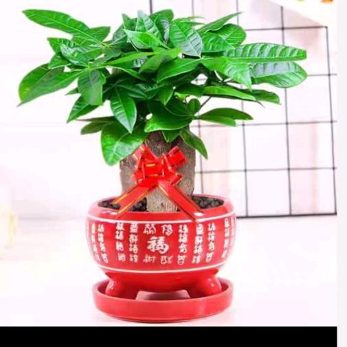 因为所以
