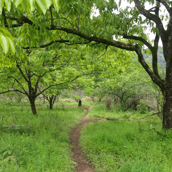 朵朵树